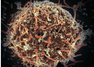 埃博拉病毒分析发现病毒尚未变得更加致命