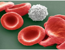 研究人员发现一种新的治疗白血病的方法