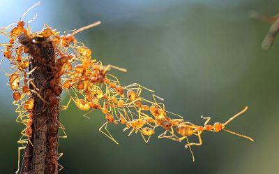 蚂蚁调整他们的社会互动以适应人口密度的变化