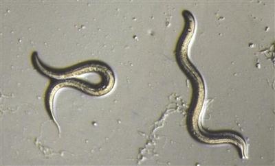 蠕虫中的遗传发现表明它们可以分开
