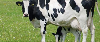 去除奶牛可能会减少必需的营养供应 而对温室气体的排放影响很小