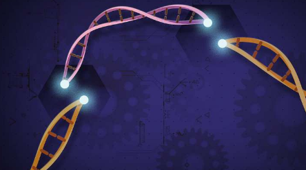 研究人员建立了用于植物基因组工程的新型可行CRISPR-Cas12b系统