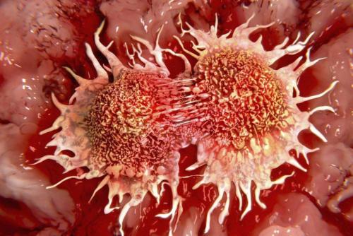 研究人员在免疫细胞中发现了一种新的检查点 具有治疗癌细胞微环境的潜力