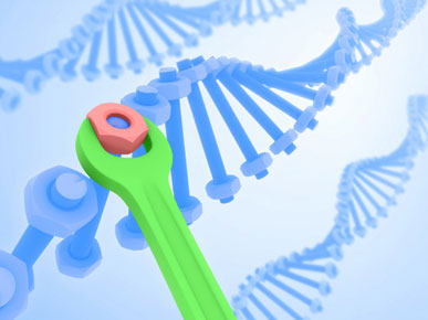 T研究人员发现基因组稳定性中复杂的DNA修复过程