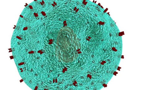 新型基于细胞的癌症免疫疗法在早期研究中显示出希望