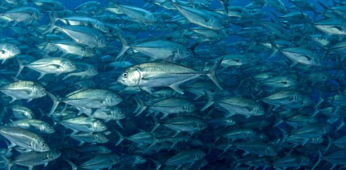 把更多的大鱼留在海中可以减少二氧化碳的排放