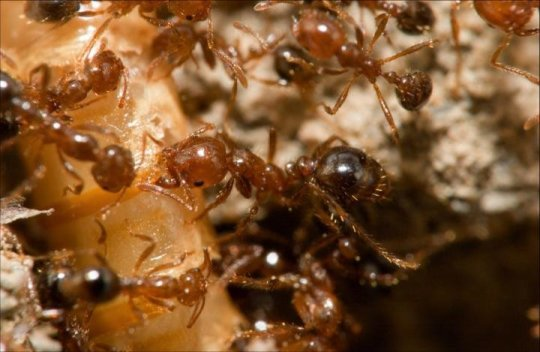 病毒可能有助于对抗火蚁 但需要谨慎