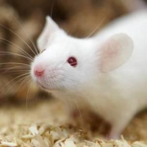 敲除小鼠是眼睛和皮肤疾病新基因的指南