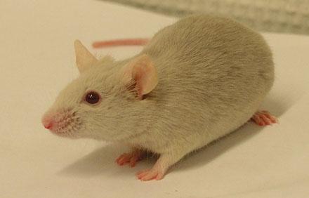 新的小鼠模型将输血与致命的婴儿消化系统疾病联系起来