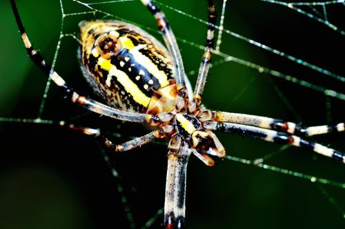 UB和IRBio专家对来自加那利群岛的地方性蜘蛛的基因组进行测序