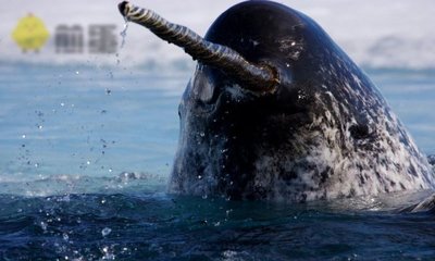 独角鲸回声定位光束可能是任何物种中最具方向性的