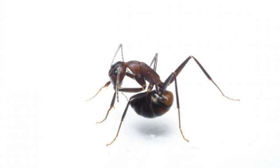蚂蚁吞下自己的酸以保护自己免受细菌侵害