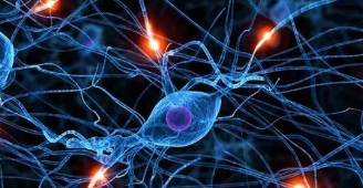 研究人员对自噬在神经元中的作用有了新的见解