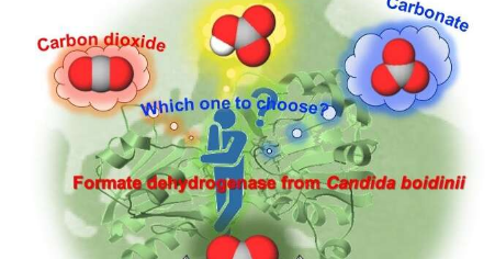 甲酰胺脱氢酶将二氧化碳还原为甲酸