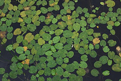 水生植物可能有助于清除湖泊污染物