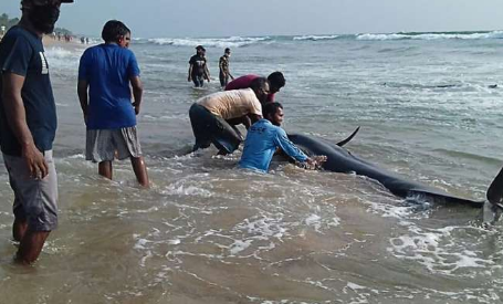 斯里兰卡最大规模的搁浅竞赛争夺鲸鱼