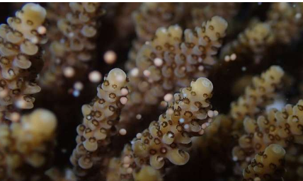 夜间的光污染严重破坏了珊瑚的繁殖周期