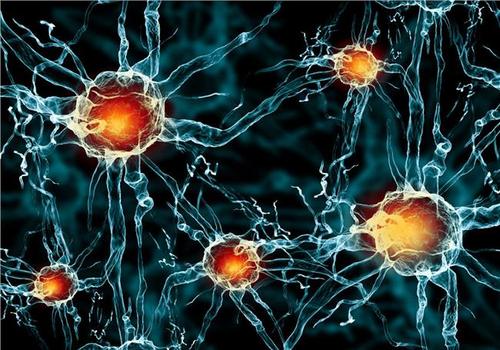 蛋白质的异常影响神经细胞如何改变形状