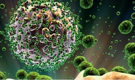 新研究发现免疫细胞可以抵抗多种病毒