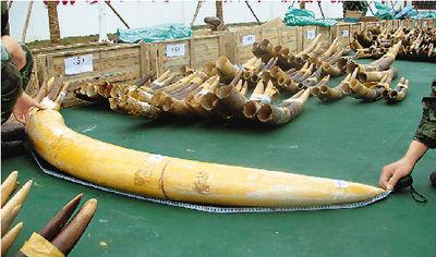 越南从刚果缉获了9吨疑似象牙