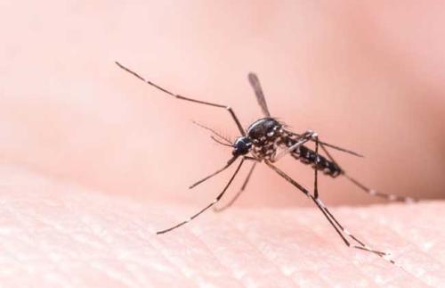 科学家们发现了蚊子如何对我们的汗水进行归零