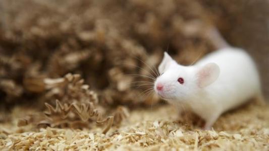 癌症的变色尿检显示小鼠研究的潜力