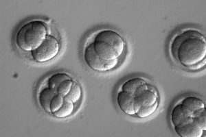 基因在胚胎中修复 不会导致不必要的副作用