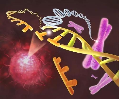 研究解决了复杂microRNA癌基因的神秘面纱