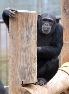 黑猩猩喜欢用不同的节拍听音乐