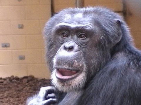 黑猩猩可能知道他们什么时候是正确的并且要去证明它