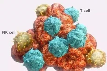 分子离合器使抗感染细胞投入使用