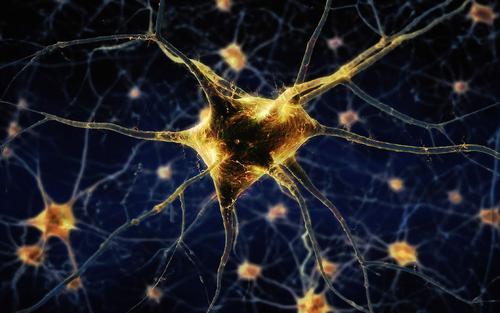 神经元结合运动检测的两个理论模型