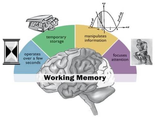 研究人员找到保持工作记忆正常工作的关键