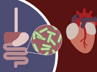 破坏胆固醇的肠道细菌可能影响人们的心脏健康
