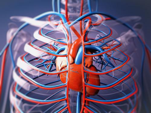 激素和骨骼检查可能表明透析患者的心脏健康