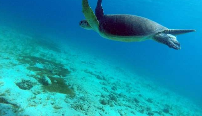 澳大利亚科学家转向无人机以保护海龟