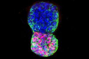 来自干细胞的小鼠胚胎