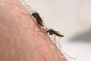 基因工程驯化的寄生虫中使用活疫苗不会引发疟疾