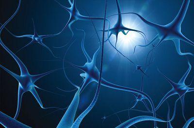 来自脊髓的神经信号令科学家感到惊讶