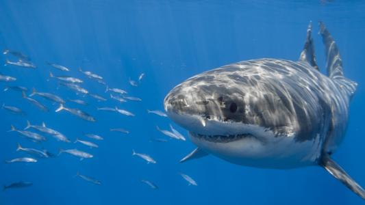 鲨鱼根据季节表现出不同的潜水行为
