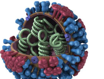 细胞因子有助于包装流感基因组