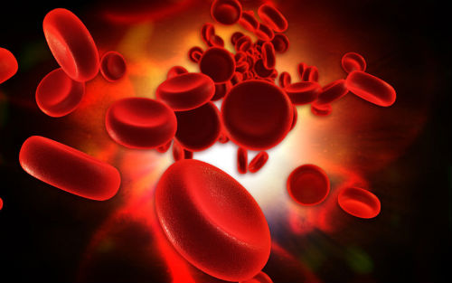 干细胞来源的肾脏在移植到小鼠中时会连接到血管