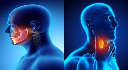 YAP信号在头颈癌发病中起关键作用