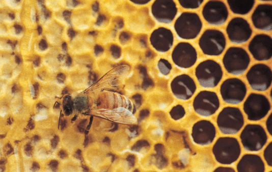科学家开发了一种可以轻松测量蜂蜜中农药的新方法