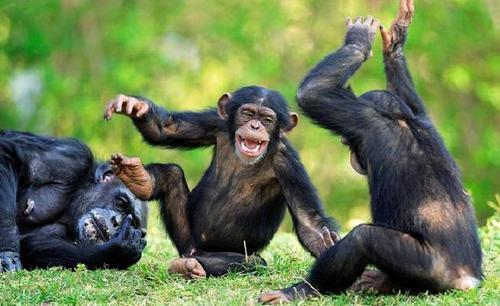 科学家鉴定出第二例黑猩猩唐氏综合症