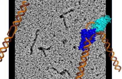 这种神秘的蛋白质可以雕刻DNA来修复有害的损伤