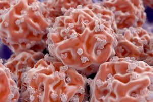 如果干细胞可以发育成任何类型的细胞类则认为干细胞是多能的