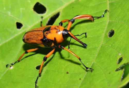 在亚洲发现的第一个生物发光点击甲虫代表了一个新的亚科