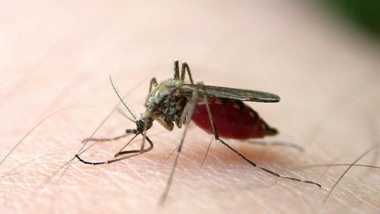 研究发现当蚊子在雨季叮咬时净使用量会增加