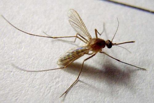 防止寄生虫粘在蚊虫肠道上可以阻止疾病的传播
